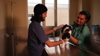 IDEA Animal Care Center ~ IDEA Heyvanlara Qayğı Mərkəzi