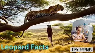 Leopard Fun Facts & Stories for Kids | Wild Adventure #leopard #leopardfacts #kidslearning