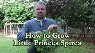 How to grow Little Princess Spirea with a detailed description