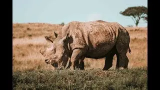 How to Solve Poaching - Increase Farmer Income