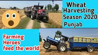 WHEAT CROP HARVESTING IN PUNJAB NEW HOLLAND  | SEASON 2019-2020 DURING LOCKDOWN