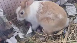 My sweet rabites