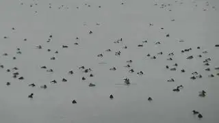 Tufted Duck, Aythya fuligula, Kuifeend, Zeewolde, FL, the Netherlands, 14 Dec 2024 (11)