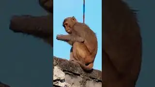 baby monkey life style #shortvideo