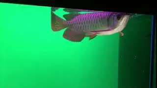 Malaysia Golden Blue Base Arowana MGBB F2 7 inch 7 month old