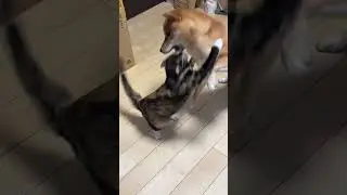 ミハとちゃわん # 39 #calicocat #petshorts #shibainu #三毛猫 #柴犬  #mihaandchawan #cat #dog