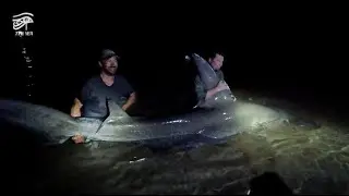 Two Giant Hammerhead Sharks and Big Bull Shark on Prodigy Fishing Charter. (Sharks Released Safely)