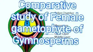 comparative study of Female gametophyte  of Gymnosperms