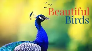 Most Beautiful Birds in the World 🌏 | Cinematic & Relaxing Wildlife Film (4K Nature)