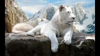 Rare White Lion Pictures,White Lion Wallpapers,White Lion Images,White Lion Photos WhatsApp Status
