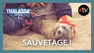 Il sauve des otaries étranglées par le plastique ! Thalassa