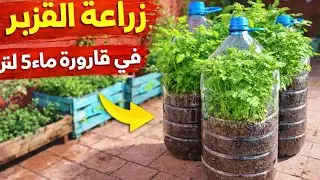 زراعة القزبر في قارورة ماء 5 لتر | نتيجة مذهلة 🌿