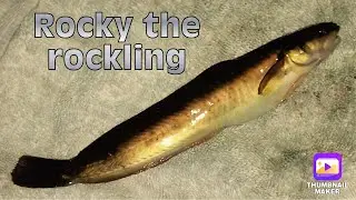 #shorts fishing for Rocky the rockling