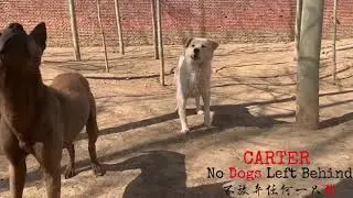 NO DOGS LEFT BEHIND: Carter