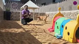 Luna & Cometin the Labradors Enjoy Sand Bash Fun Playtime | Happy Holiday Adventures 🐕🏖️
