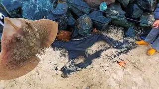 delaware seashore fishing 2022 highlights: skate, tautog, shad, oyster toadfish, dogfish!