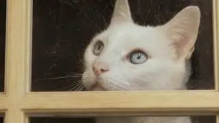 46226 447422835 tiny
