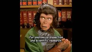 The ape couple witnessed the destruction of Earth!#shortvideo #youtubeshorts #short #viralvideo