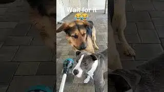 Funny Dog Moments 😂😂  #doglife #doghumor #dogdrama #doglifestruggles #adorablemoments