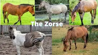 The Life of the Zorse