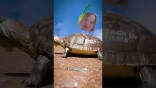 #turtleshell #turtle