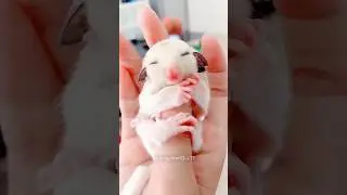 Girl Help Sugar Glider😍....#amazing #cute #facts @MakeFactsOf @Factamatar