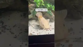Do not Buy a Redtail Catfish&hellip;