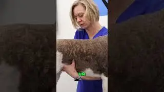 Плюшевый мишка, охотящийся за трюфелями 😂🐾 Секреты ухода за лаготто раскрыты!