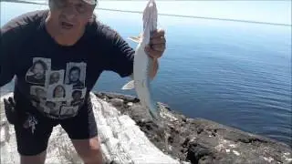 Steph's Fishin' Line ...Matzuo Shads On The Rocks