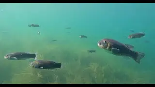 Aquatic Wonders: A Close Encounter with Lake Titicaca's Hidden Residents!