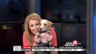 Jacqueline Bennett and Yellow Dog Show The Thundershirt