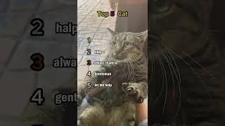 Top 5 ADORABLE Tabby Cat Moments! 🧡🤎 #TabbyCat #CuteCats #Shorts