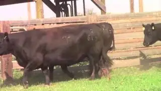 Thomas Angus Ranch PT Spring cows 2