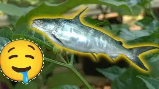 cooking fish in the garden ☺️