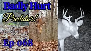 Badly Hurt Predator West Virginia Wildlife Episode 068