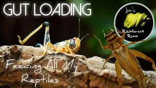 Gut Loading Feeder Insects & Feeding All My Reptiles