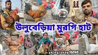 উলুবেড়িয়া মুরগি হাট | Cheapest Pet Market In Kolkata | Uluberia Murgi Market 17/01/2026 Visit 