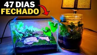 TERRÁRIO FECHADO - Mais de 1 mês sem abrir