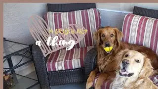 Hear what Henry, the talking golden retriever, is saying today!  Stay motivated!