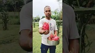 নিজস্ব বাগানের ড্রাগন # shorts#agriculture #viralvideo #farming # Dragon Fruit