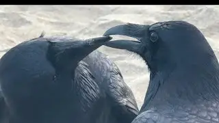 Ravens Allopreening Ocean Beach San Francisco social bonding 