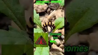 You won&rsquo;t believe what this caterpillar becomes! 🐛➡️🦋 #caterpillar #insect #cinnabar