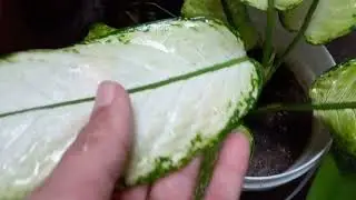 COLOQUEI  MINHAS PLANTINHAS PARA PEGAR CHUVAS..
