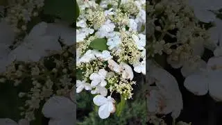 Христианская песня: капли осуждения. Автор слов: (Vera Hibert) Исполнитель: (Suno Ai (PRO))