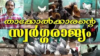 വീടിന് ചുറ്റും വർണ്ണ ചിറകു വിരിച്ചു പാറി നടക്കുന്ന ഫാൻസി കോഴികൾ || നാടൻ കോഴി || ഫാൻസി || desi murgi