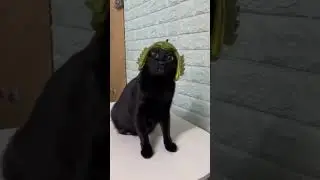 Highlander cat
