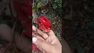 ❤️🧡 rose garden #reels #viralvideo #video #flowers#new#viral #garden #plants #ytshorts #rose #shorts