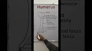 humerus | anatomy drawing |skeleton drawing | how to draw anatomy diagram |#shorts | #short