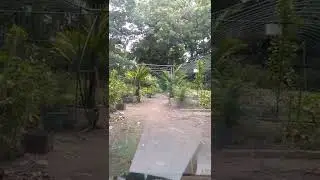 Tree Planting:Tree Cutting & Replacement Policy of DENR in the  Philippines.
