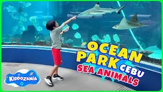 Indoor Aquarium Tour for Kids with Hunter | Meet Amazing Sea Animals!